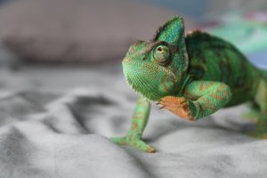 chameleon カメレオン