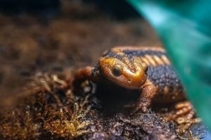 salamander サンショウウオ