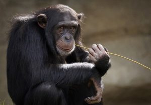 ape 類人猿