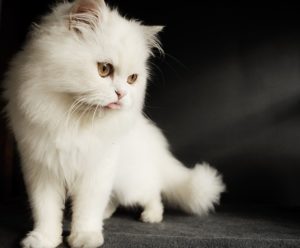 Persian cat ペルシャ猫