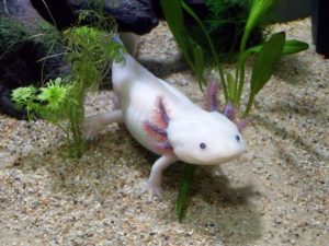 ウーパールーパー　axolotl