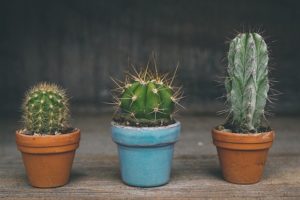cactus サボテン