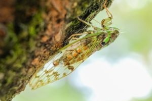 cicada 蝉