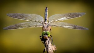 dragonfly 蜻蛉