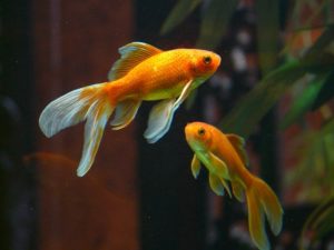 goldfish 金魚