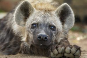 hyena ハイエナ