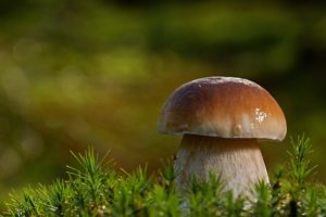 mushroom　キノコ