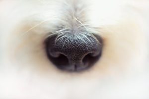 nose 鼻