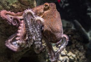 octopus　タコ
