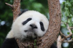 panda パンダ