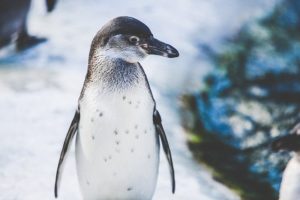 penguin ペンギン