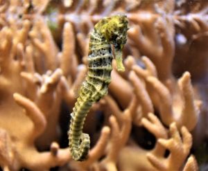 seahorse タツノオトシゴ