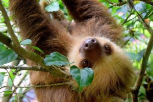 sloth ナマケモノ