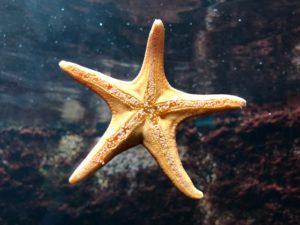 starfish ヒトデ