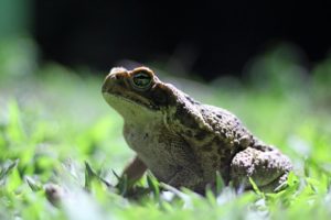 toad　ヒキガエル