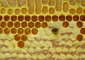 honeycomb ミツバチの巣
