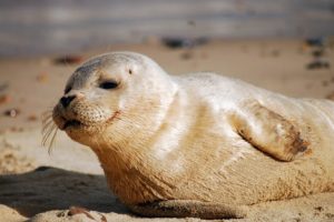 seal アザラシ
