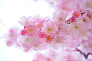 cherry blossom 　桜