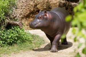 hippopotamus カバ