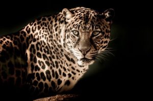 leopard　豹