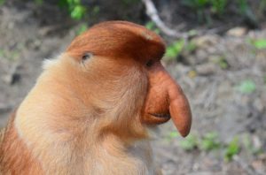 proboscis monkey テングザル
