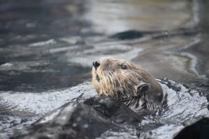 sea otter ラッコ