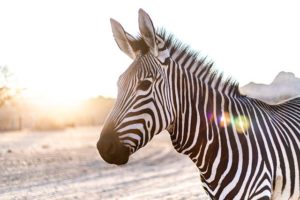 zebra シマウマ