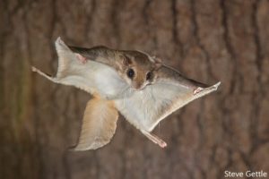 flying squirrel モモンガ