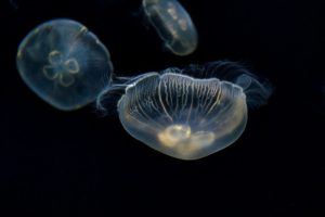 jellyfish　クラゲ