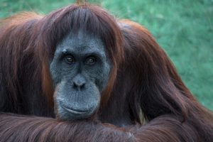 orangutan オランウータン