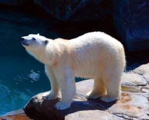 polar bear シロクマ