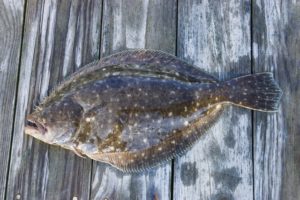 flounder ヒラメ
