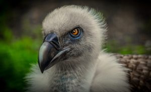 vulture ハゲワシ