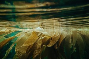 kelp 海藻