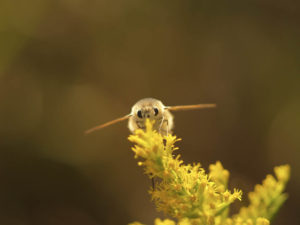 bee fly　ツリアブ