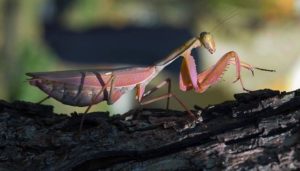 mantis カマキリ　擬態