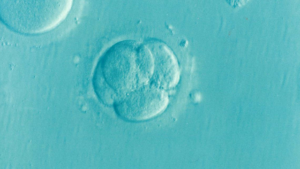 embryo 胎芽