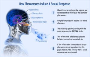 pheromone フェロモン