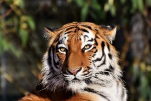 tiger タイガー