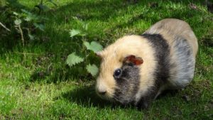 guinea pig モルモット
