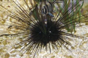 sea urchin ウニ