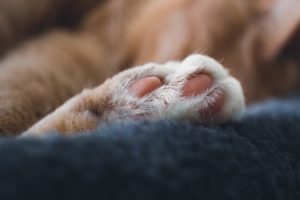paw　動物の足