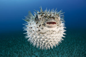 porcupinefish ハリセンボン