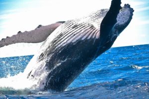 cetacean クジラ目