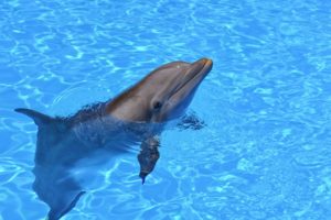 dolphin イルカ