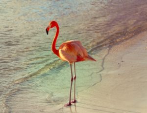 flamingo フラミンゴ